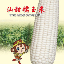 High yield heat and cold buy online hybrid white  waxy maize corn seed